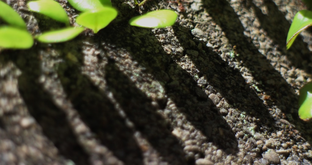 line of shadow