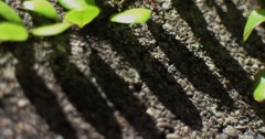 line of shadow