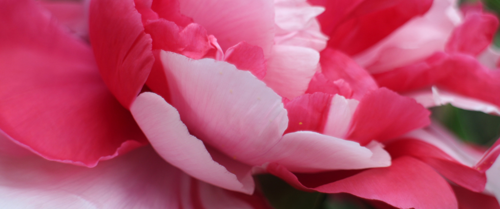 花弁