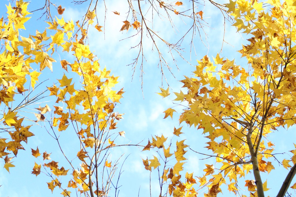 紅葉 