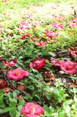 花の道