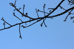 枝芽