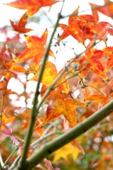 紅葉