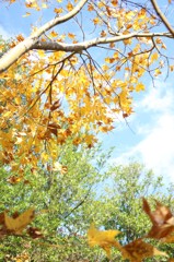 紅葉 