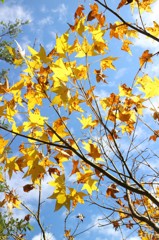 紅葉 