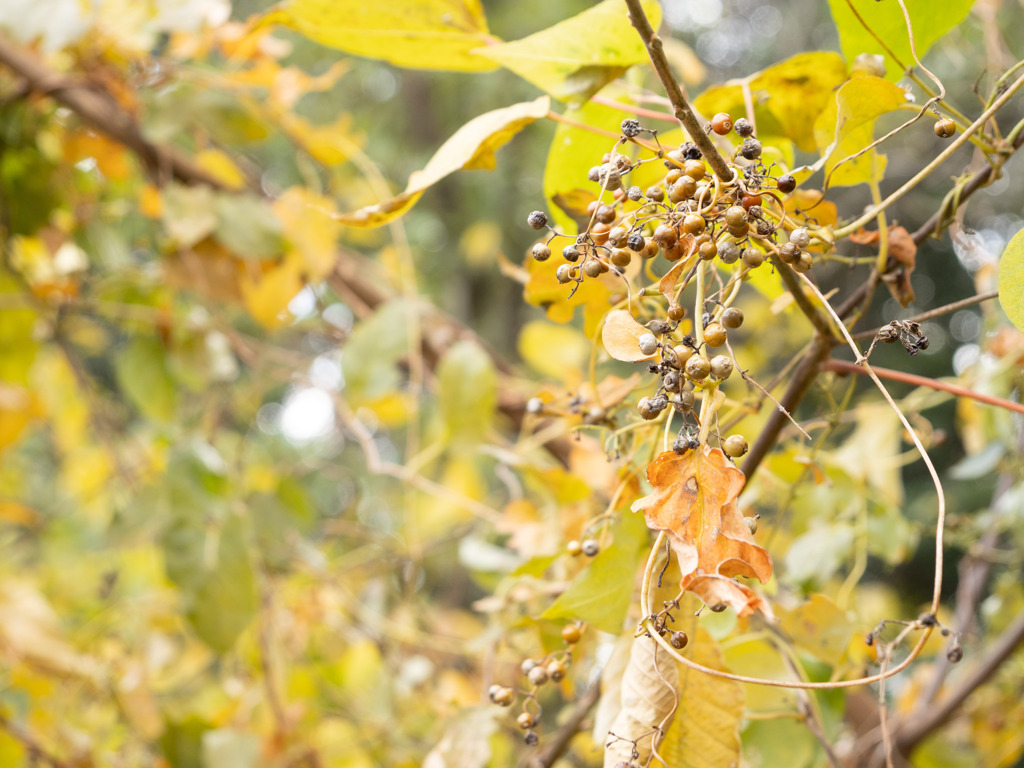 ヘクソカズラの実