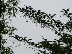 実る
