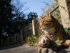 3月11日この猫と過ごす