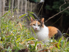 三毛猫