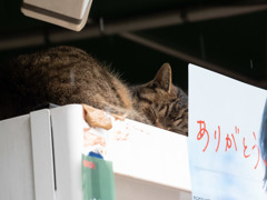 ありがとう