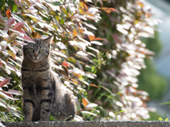 生垣の傍