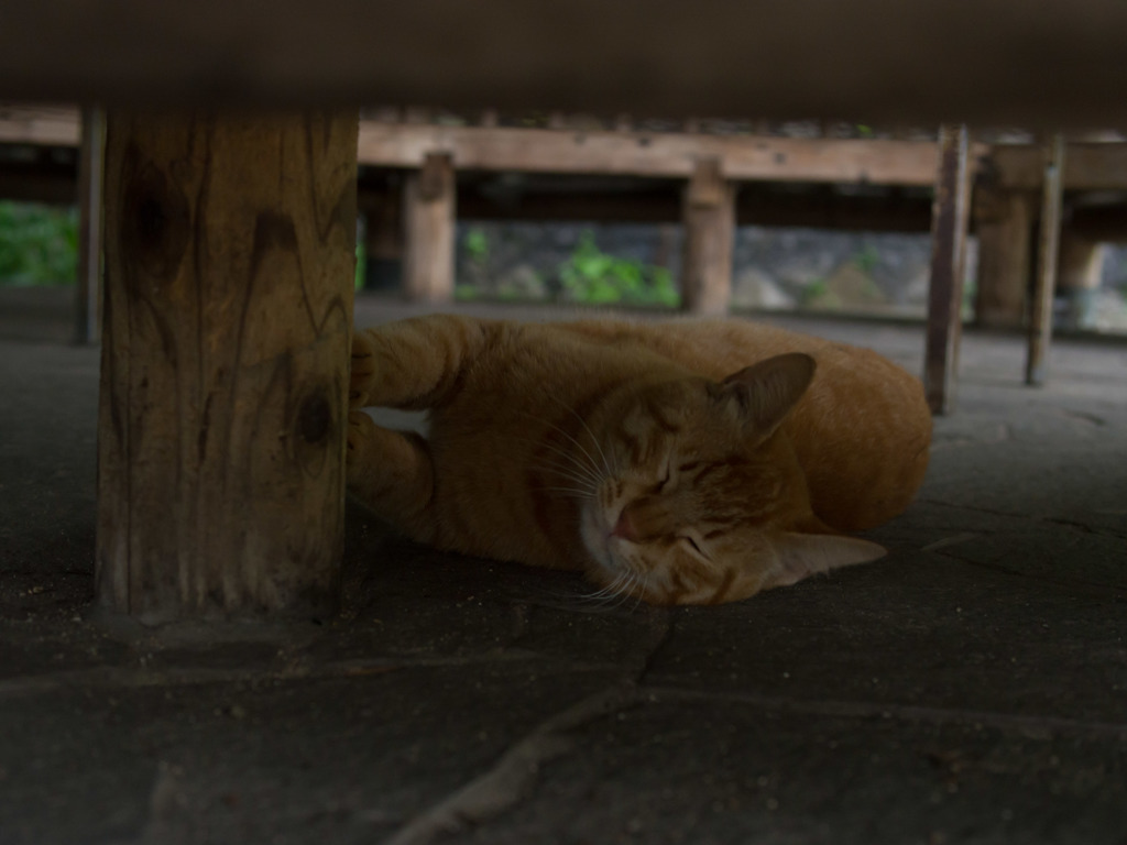 ポリポリ