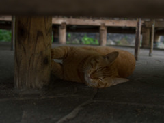 ポリポリ