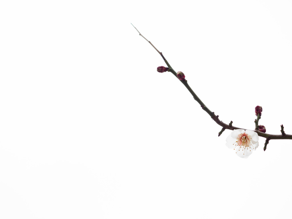 梅の花