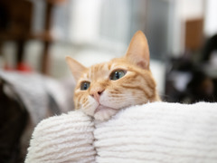 猫カフェにて #56