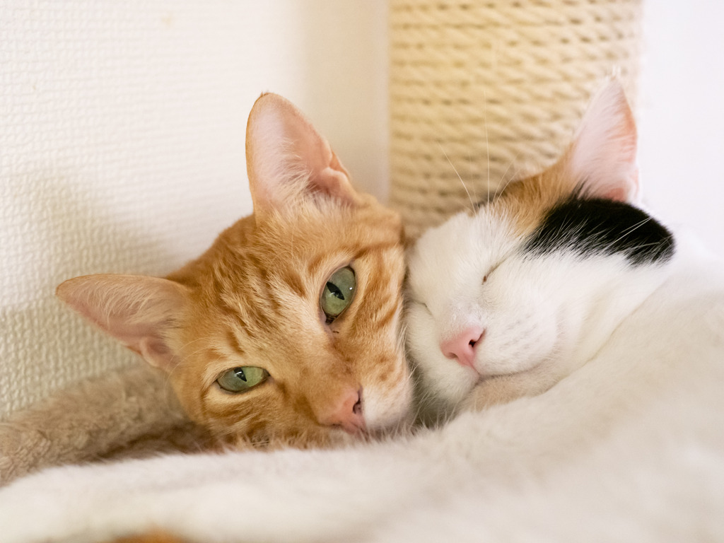 猫カフェにて #27