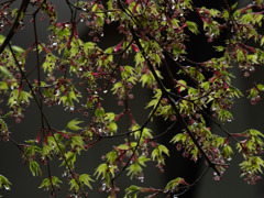 モミジの花に雨