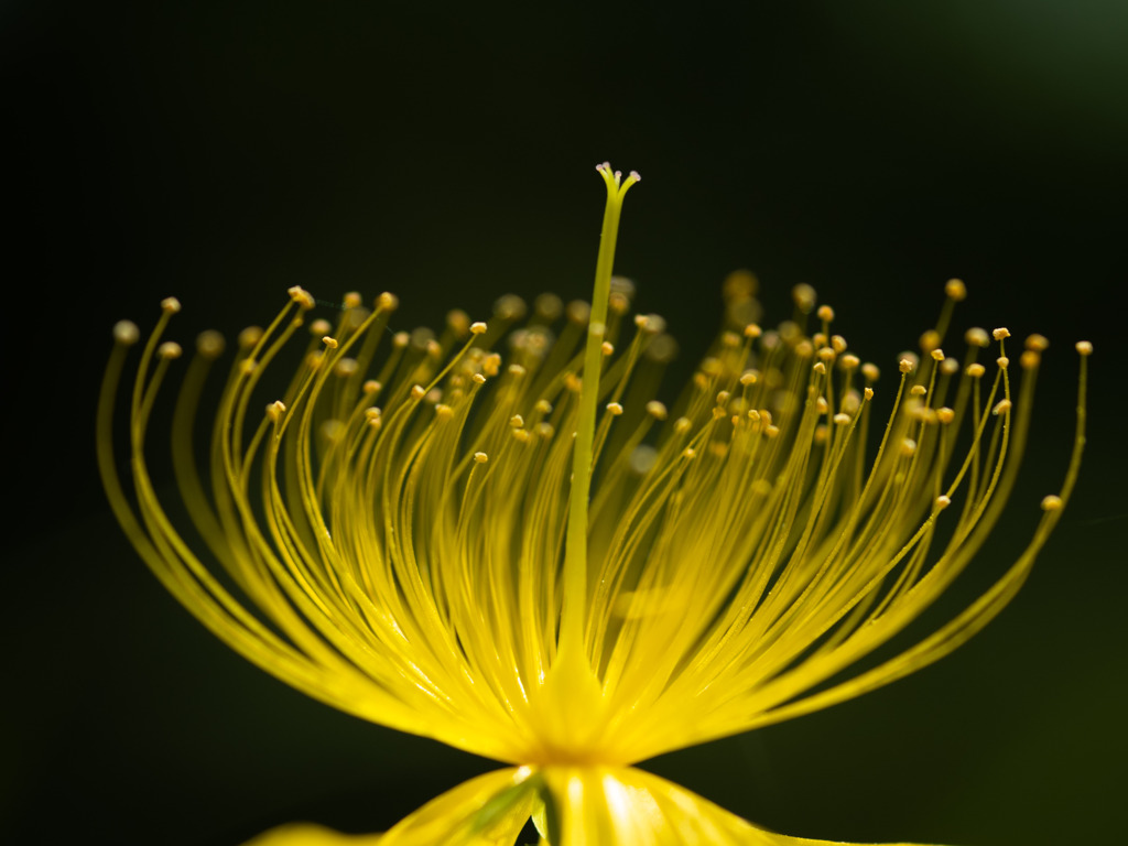 ビョウヤナギの花