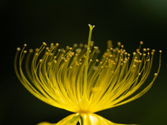 ビョウヤナギの花