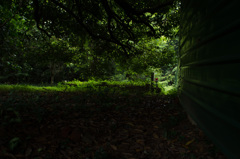Bukit Brown 2014