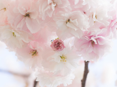 八重桜