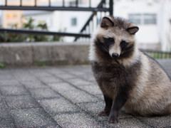 狸がいました
