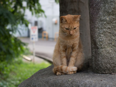 逮捕