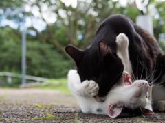 吸血猫　#2
