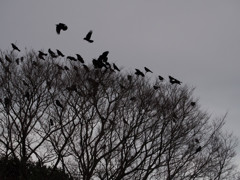 飛び立つ