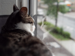 猫カフェにて