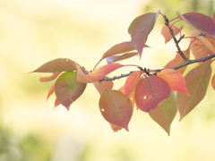 桜の紅葉