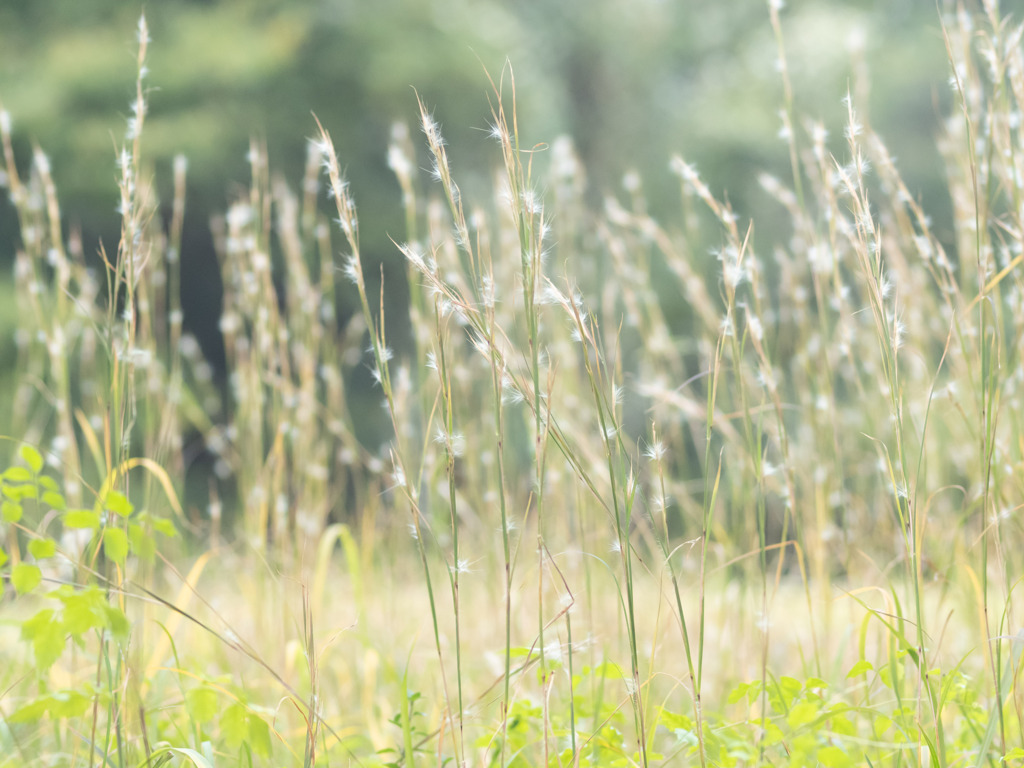メリケンカルカヤ