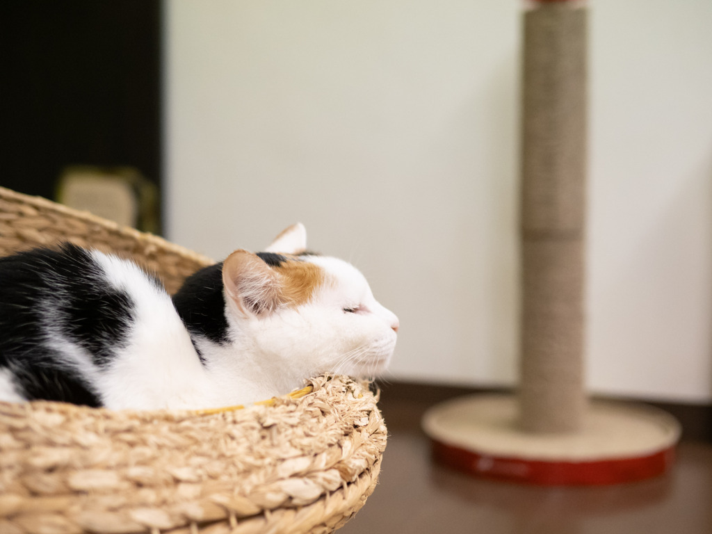 猫カフェにて #60