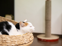 猫カフェにて #60