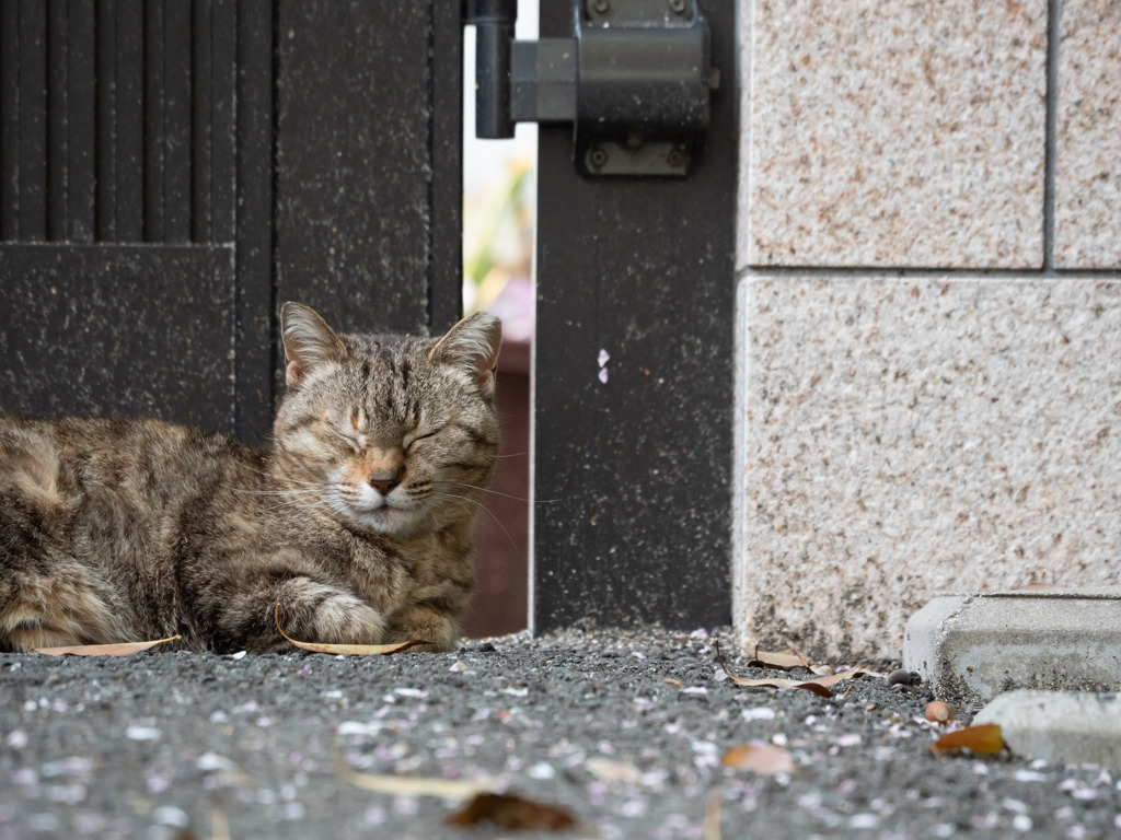 花びらで歩く場所に悩みます