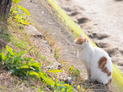 朝の光