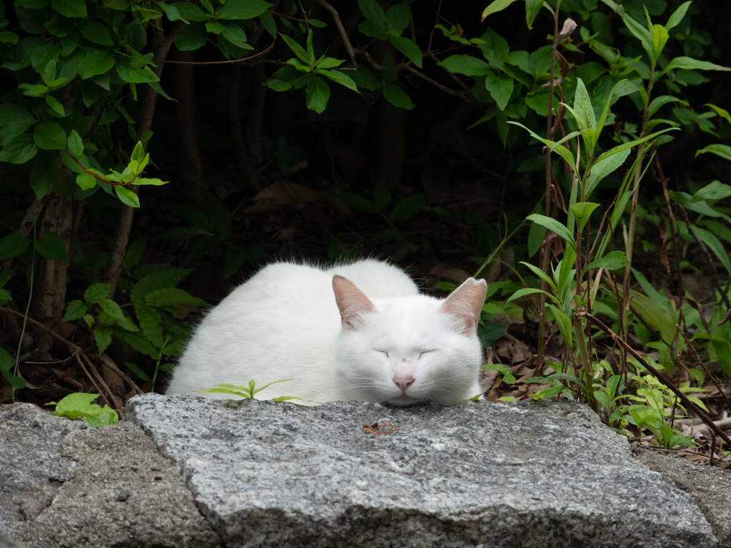 ひょっこりねんねこ