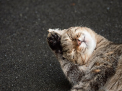 だから猫はやめられません