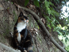 山の猫