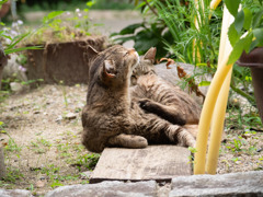 キリンになった夢を見る