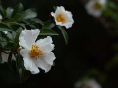 さざんかの花