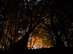 見上げれば一人の家路