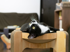 猫カフェにて #49