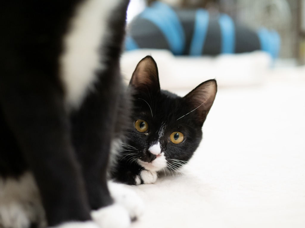 猫カフェにて #43