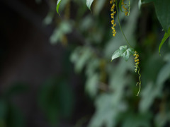 カエデドコロの花