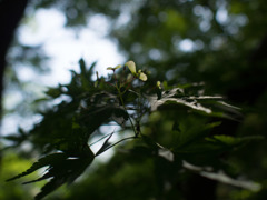 モミジの種
