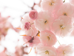 八重桜