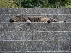 通さねえよ