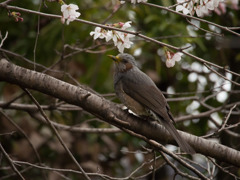 桜とヒヨドリ