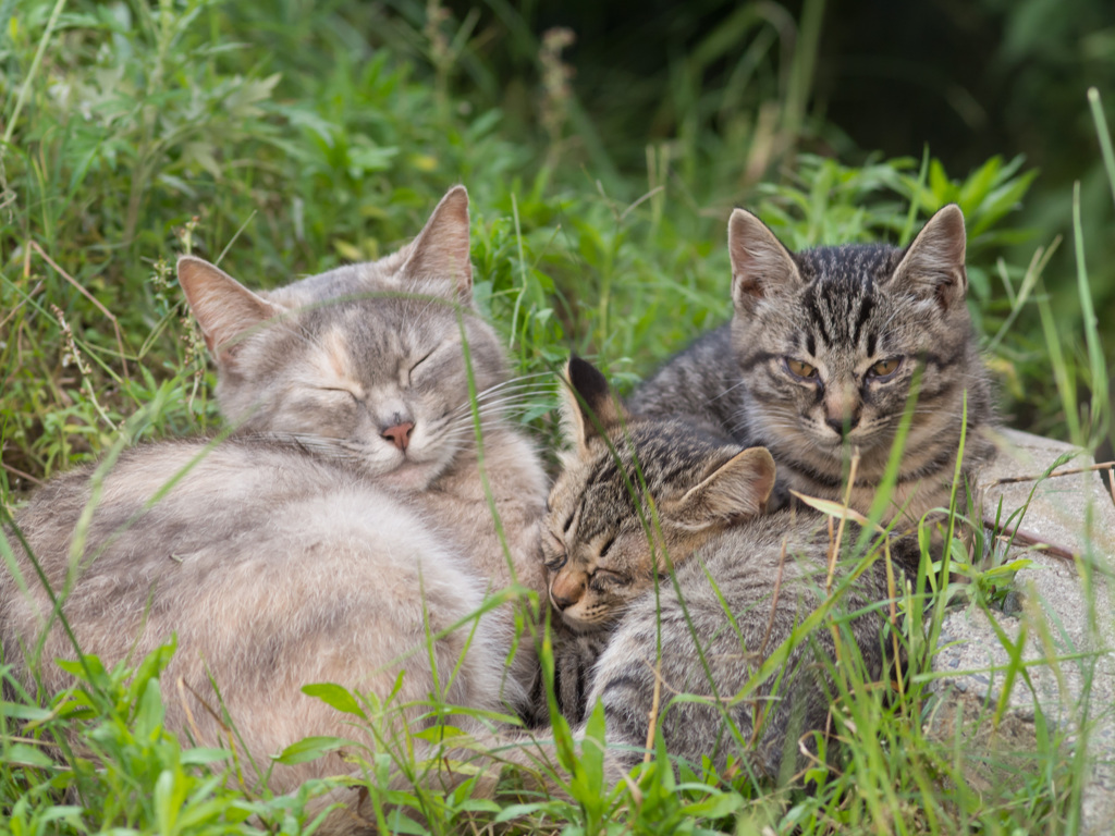 猫、猫、子猫